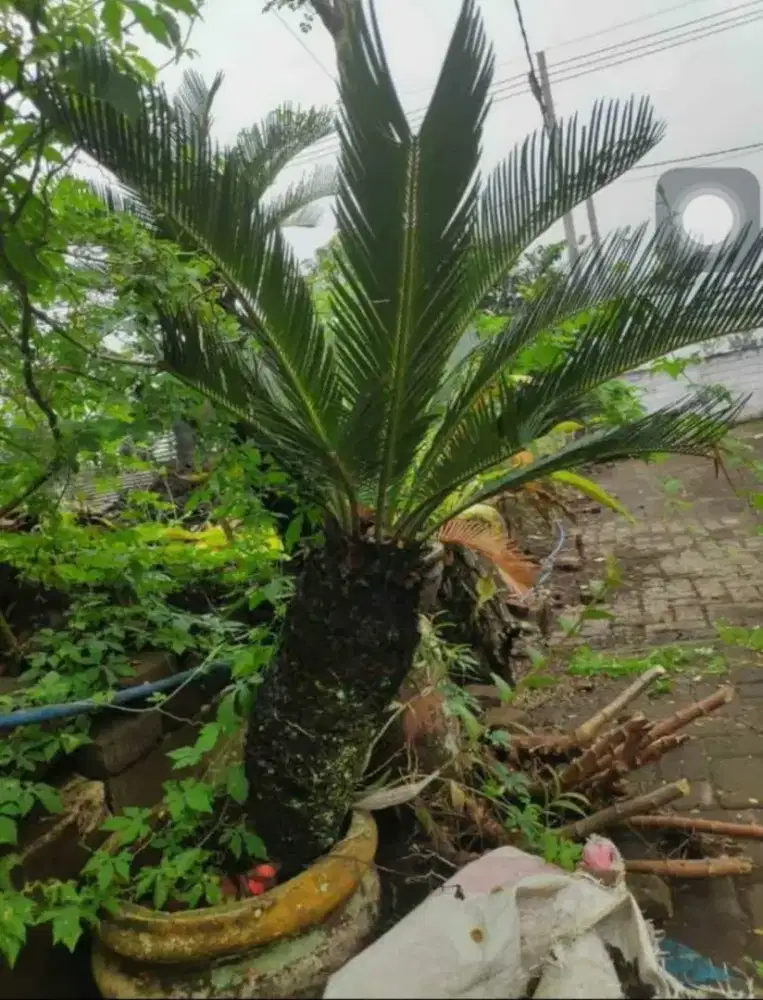 mawar jambe jual cepat