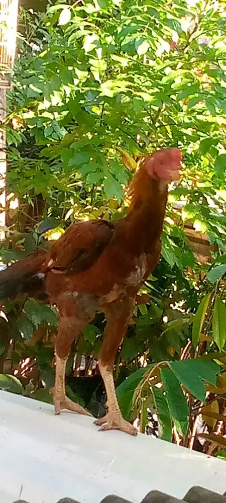 Jual ayam Bangkok pakoy