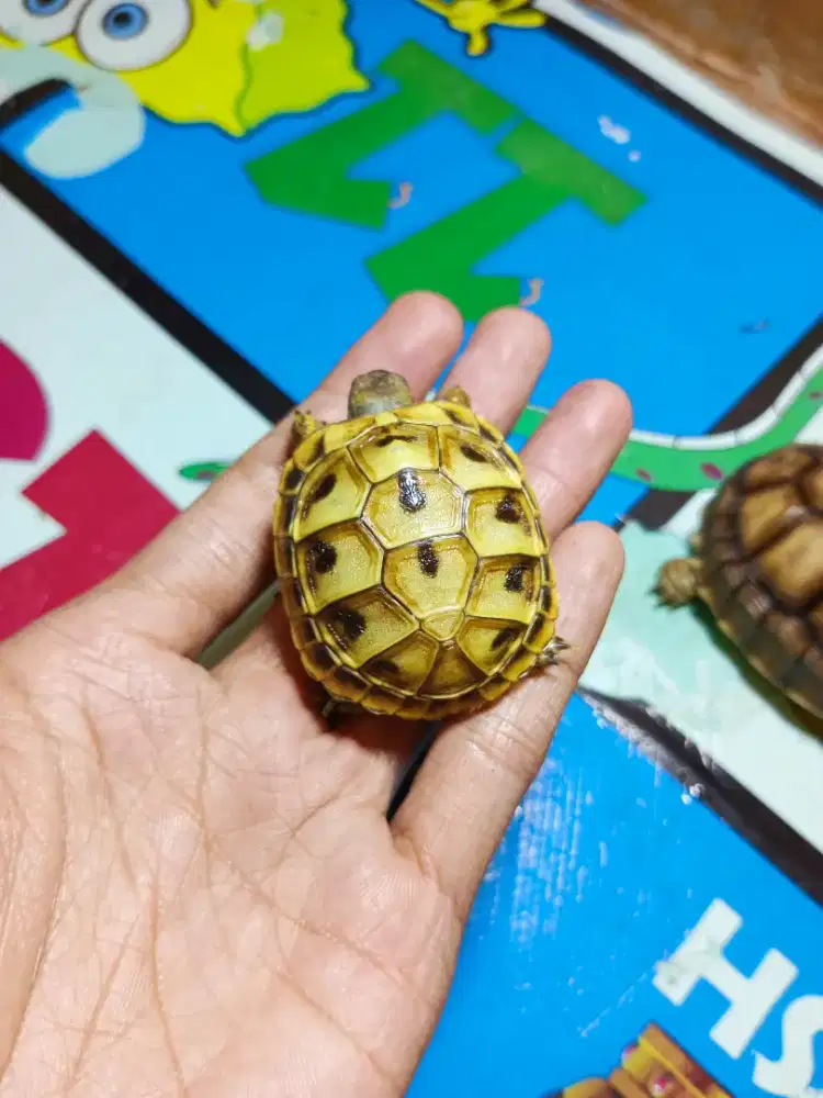 KURA KURA DARAT HERMANI