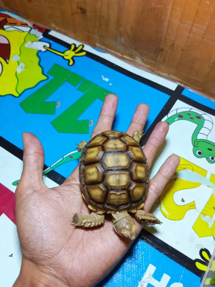 KURA KURA DARAT SULCATA