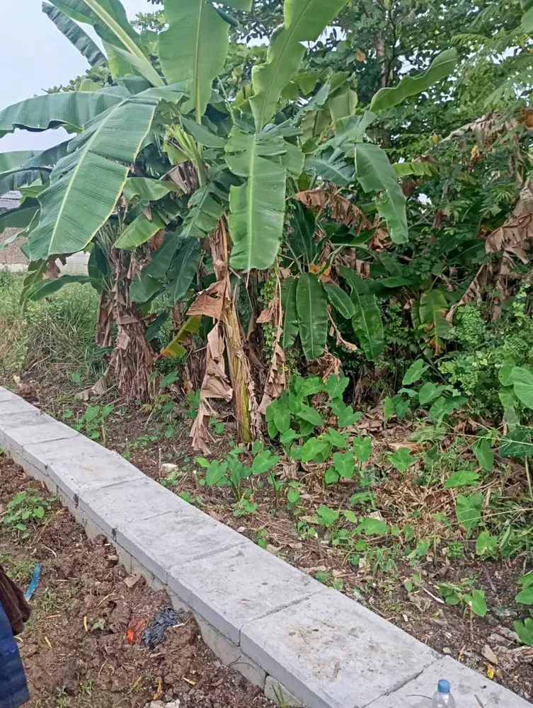 Di jual tanah bekasi : 1.7 Jt/Meter