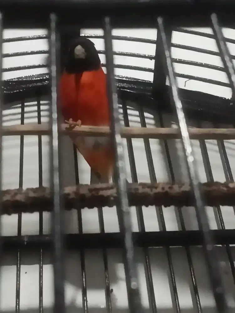 Red siskin clasik mabung