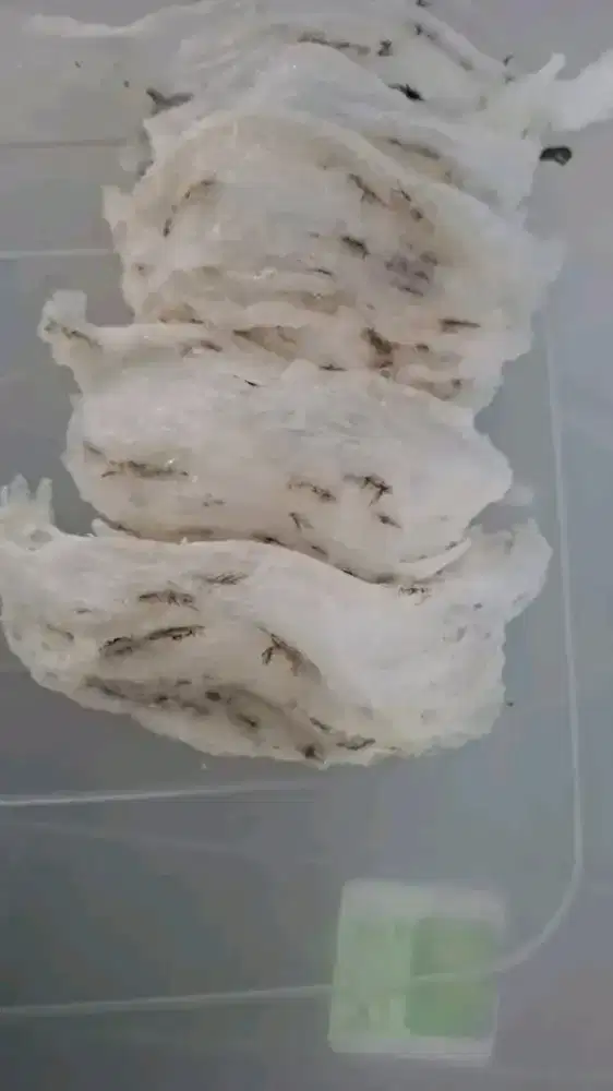 Lowongan kerja walet