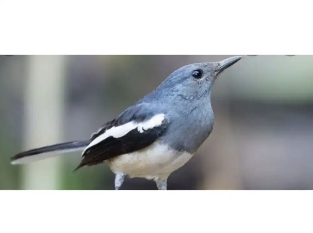 Di cari kacer betina