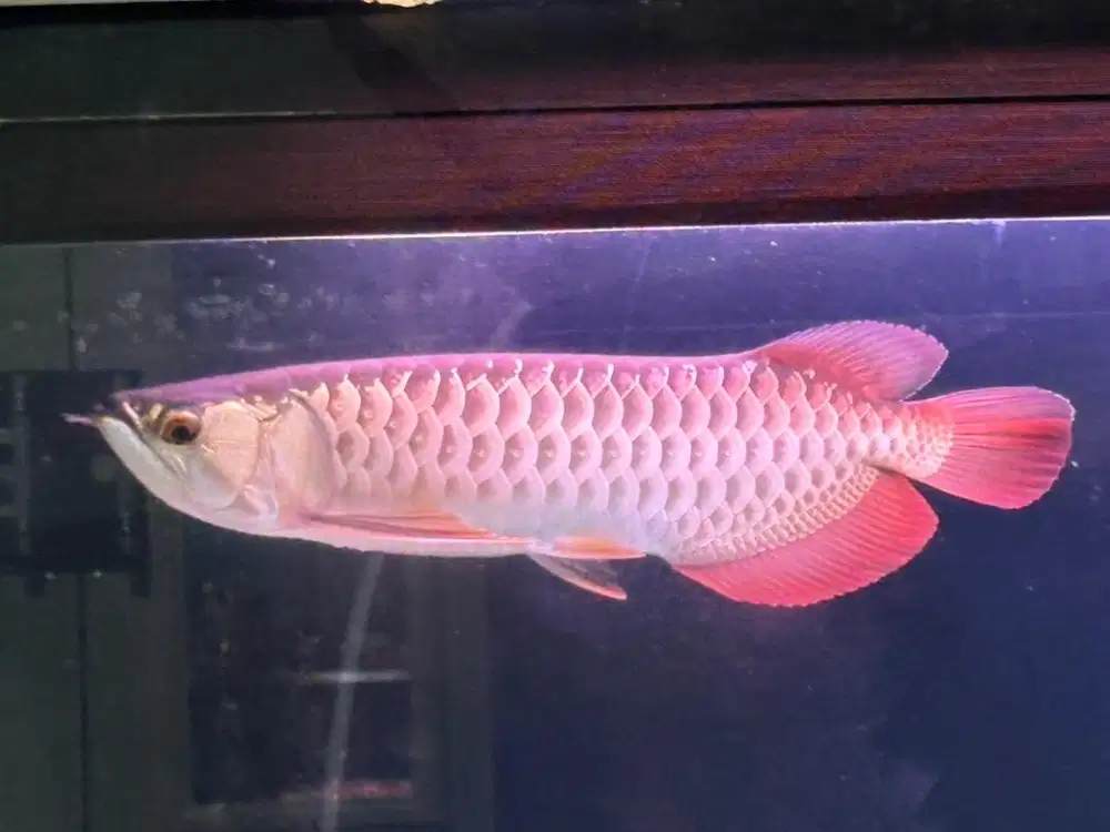 Ikan Arwana Golden Red