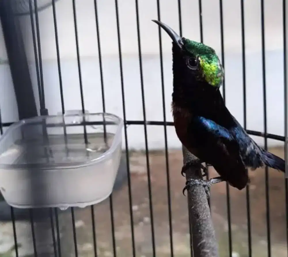 Burung konin dan cucak