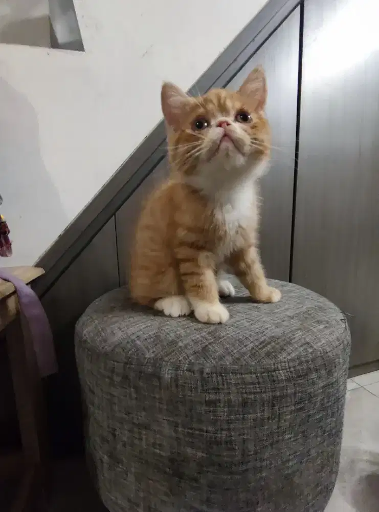 LEPAS ADOPSI KUCING PERSIA EXOTIC PEAKNOSE OREN