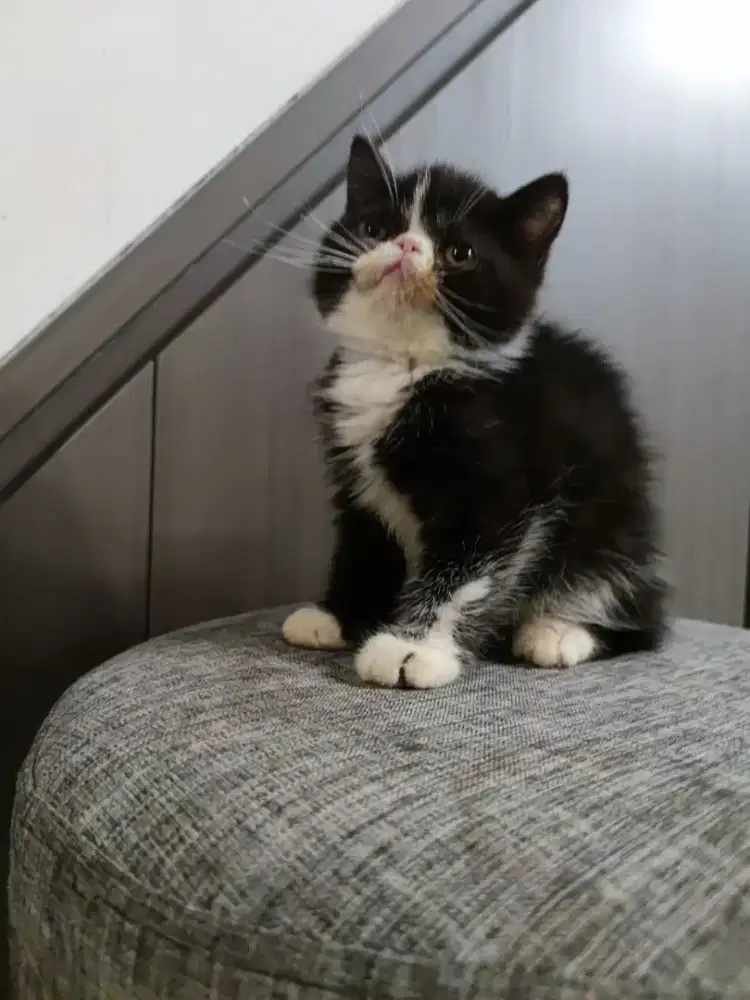 LEPAS ADOPSI KUCING PERSIA EXOTIC PEAKNOSE MOTIF TUXEDO