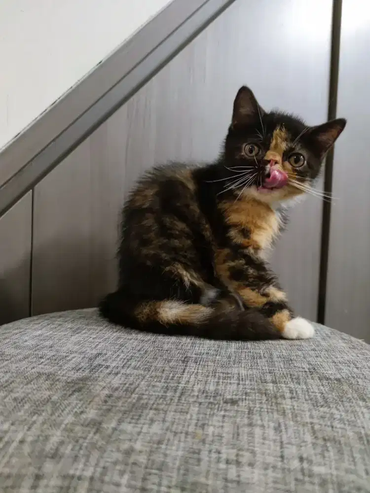 LEPAS ADOPSI KUCING PERSIA EXOTIC PEAKNOSE CALICO