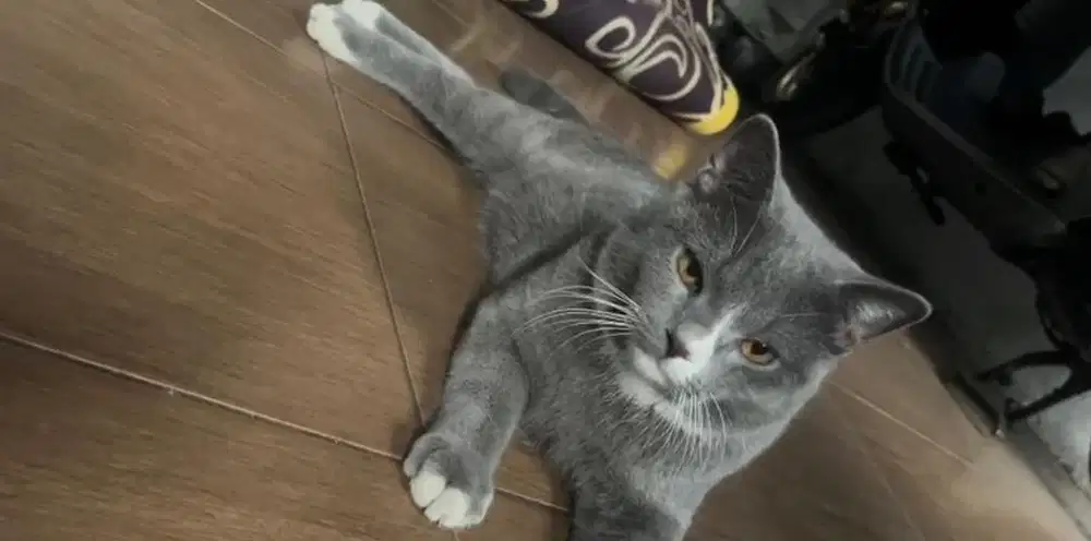 BSH ADOPT.. di jkt ut