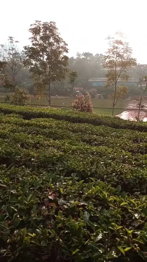 Jual tanah hak milik sertifikat Ciwidey, Bandung selatan, Jawa barat