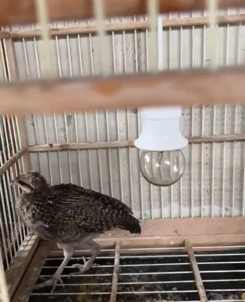 Ayam hutan hijau jantan