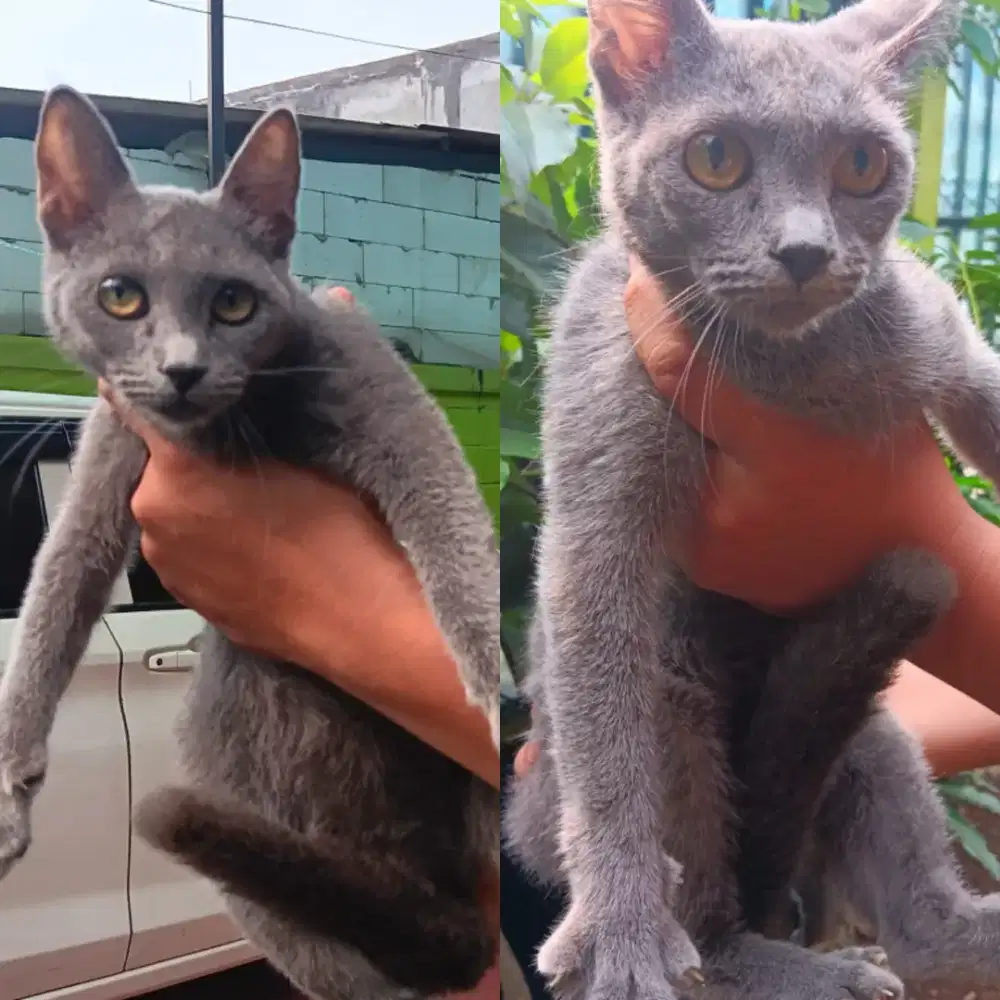 LEPAS ADOPT SEPASANG SOLID BLUE