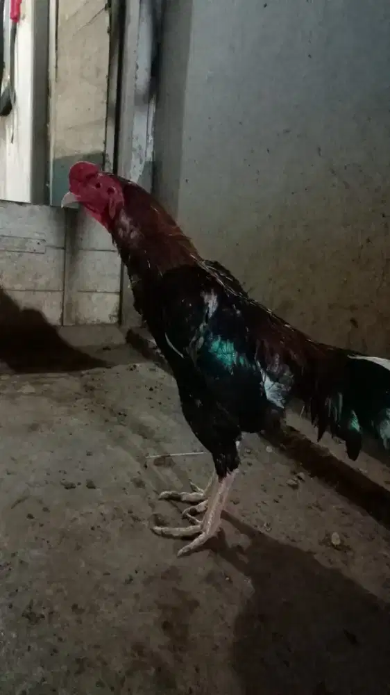Ayam Bangkok Kaki Batu Rantai