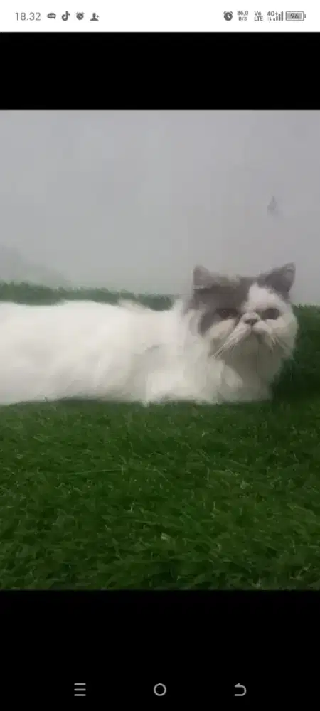 Kucing persia peaknose calico betina proven 1x