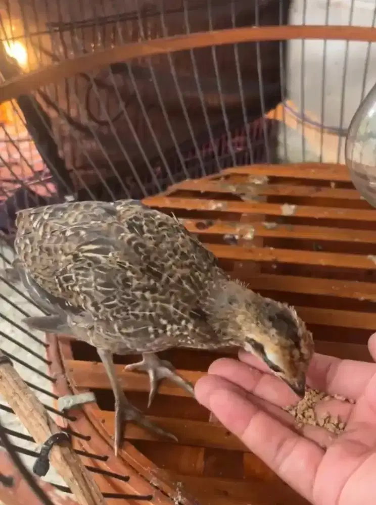 Ayam hutan hijau jantan