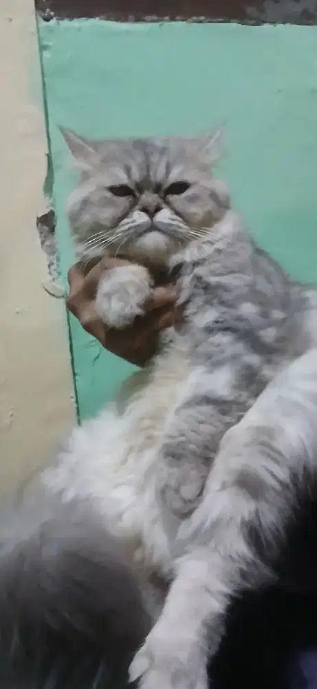 Kucing jantan ras persia