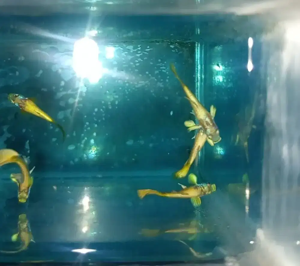 Ikan guppy gold