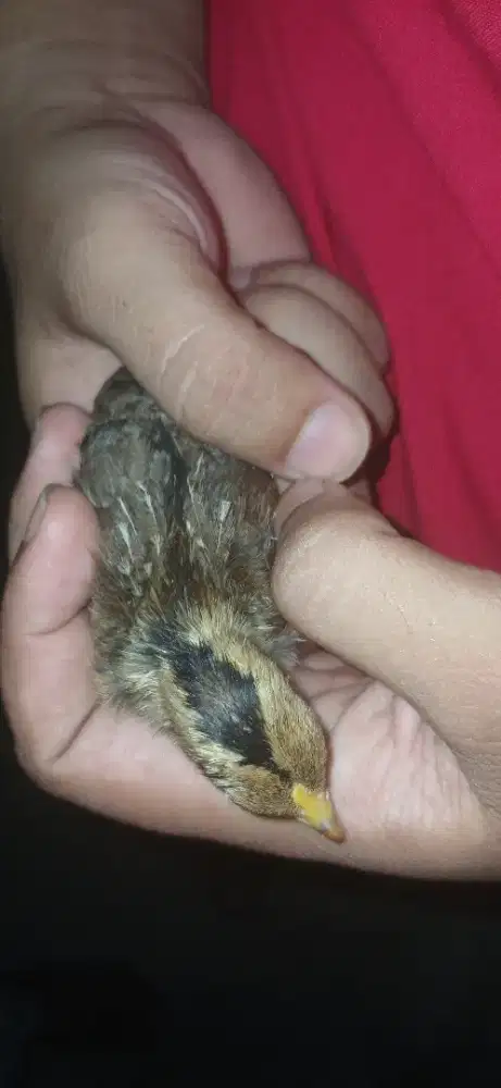 Anak ayam hutan hijau