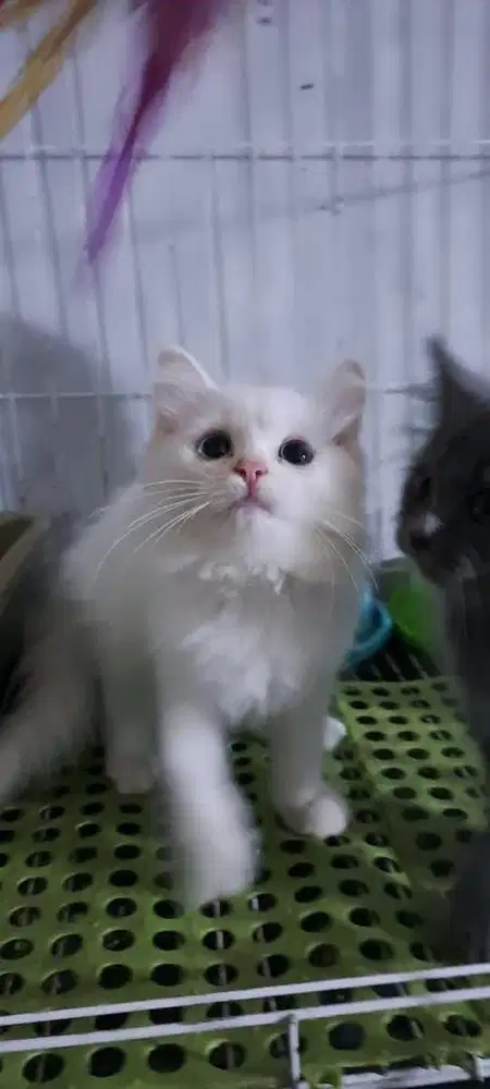 Kucing betina Oddeyes Putih Mainecoon