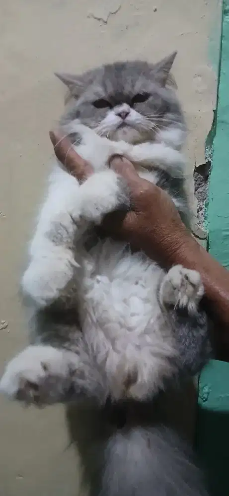 Kucing jantan ras persia