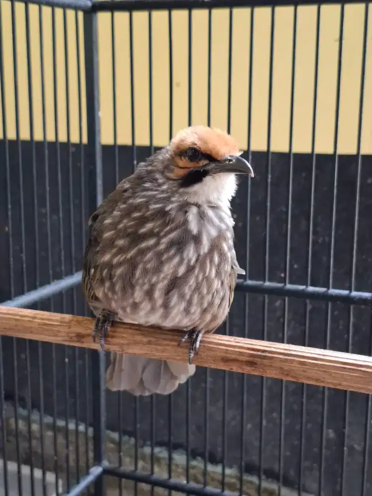 Cucak rowo betina indukan