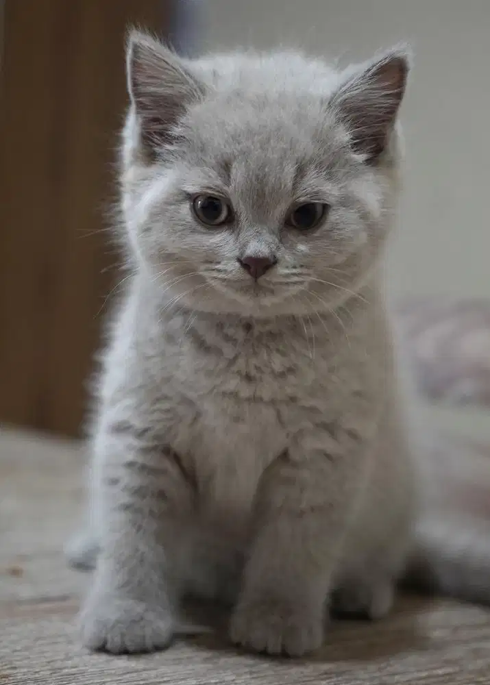 British short hair betina