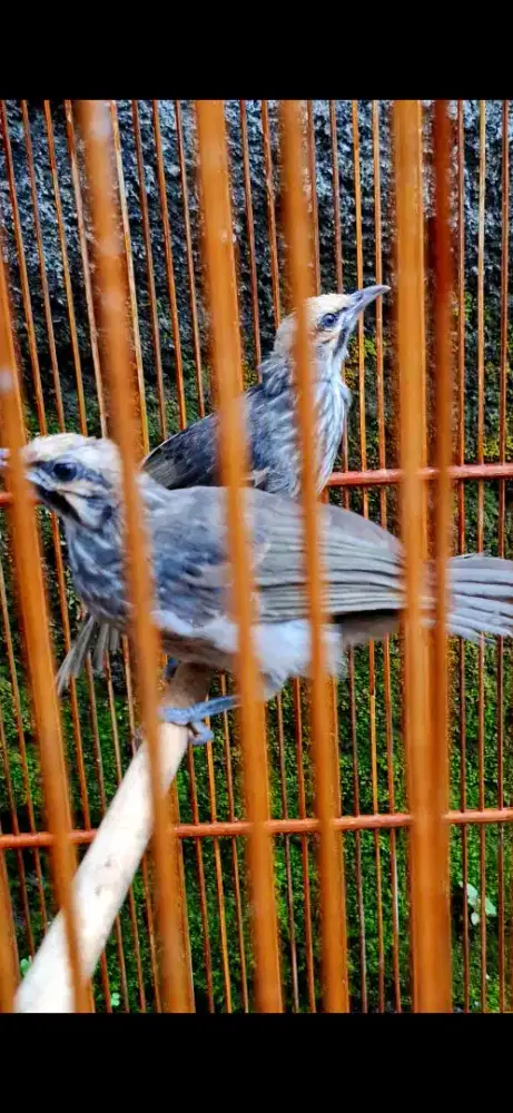 Cucak rowo muda jantan betina usia 4 bulan