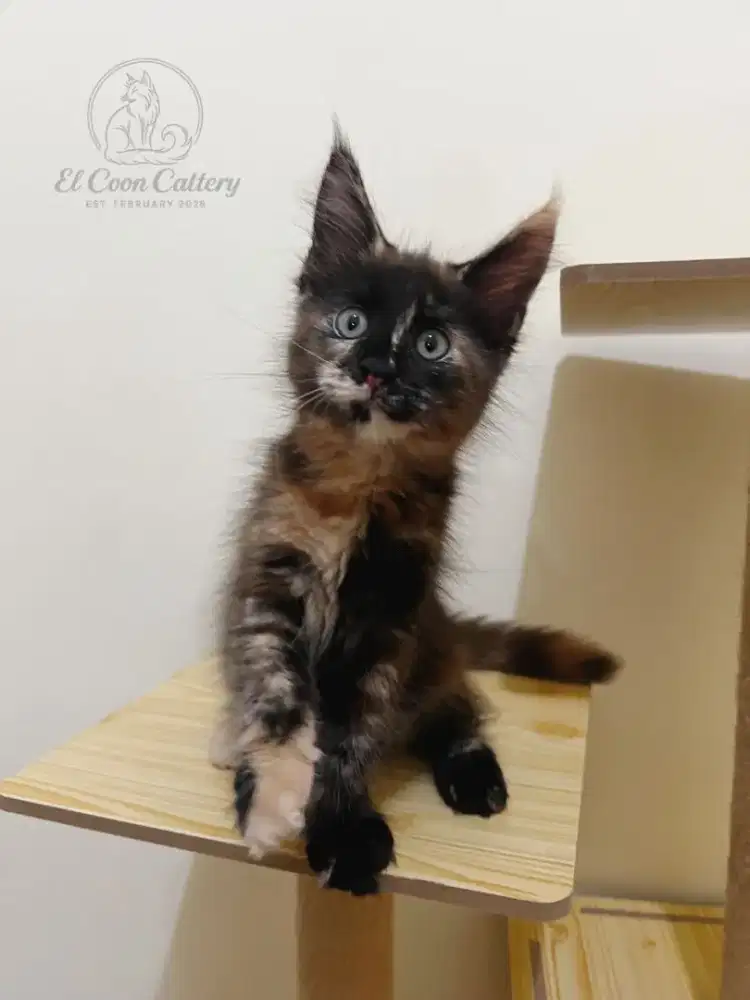 Lepas adopt kitten mainecoon