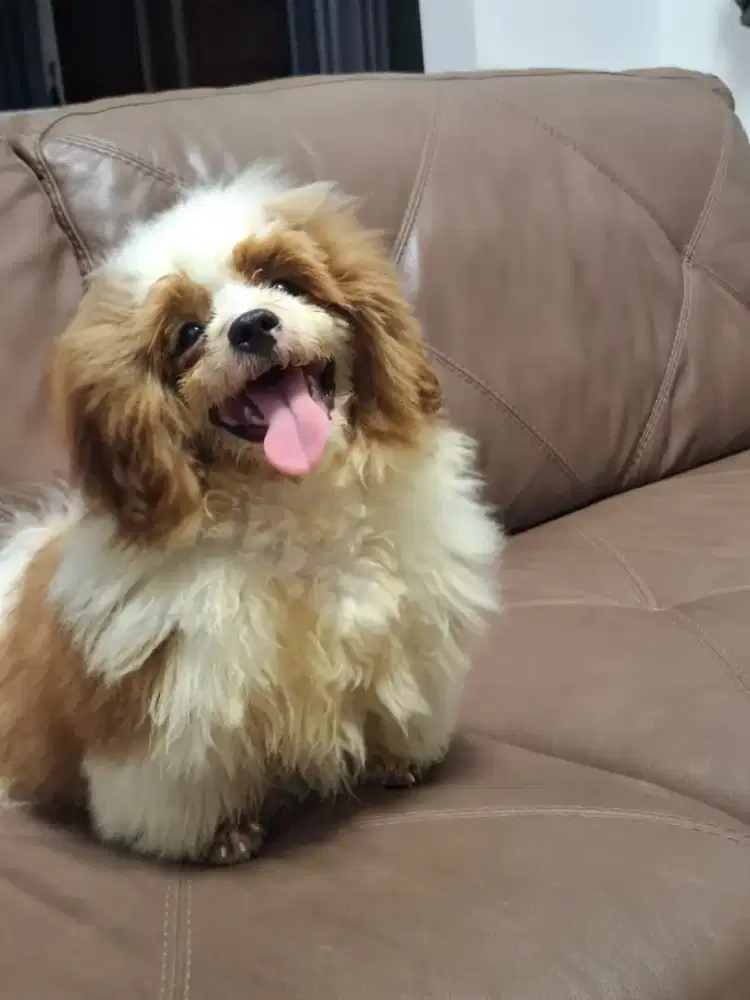 Jual anak anjing ShihTzu lucu & murah