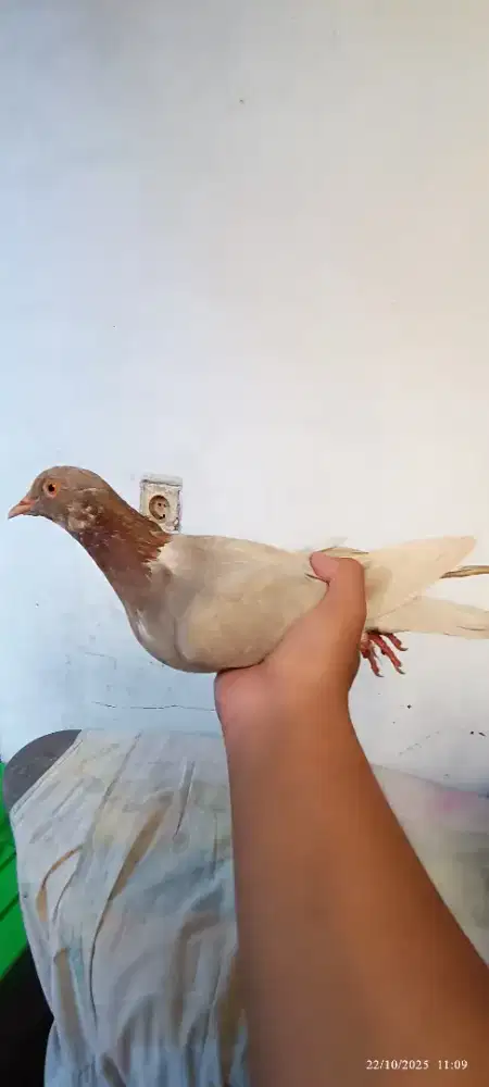 Bujangan burung dara merpati