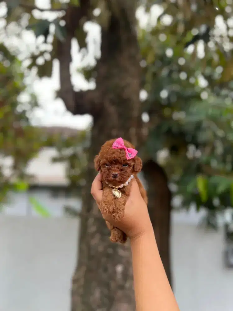 Poodle tea cup betina