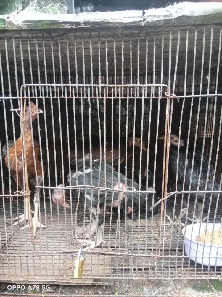 dijual ayam silangan bangkok ada 5 ekor usia baru 2 bulan kurang