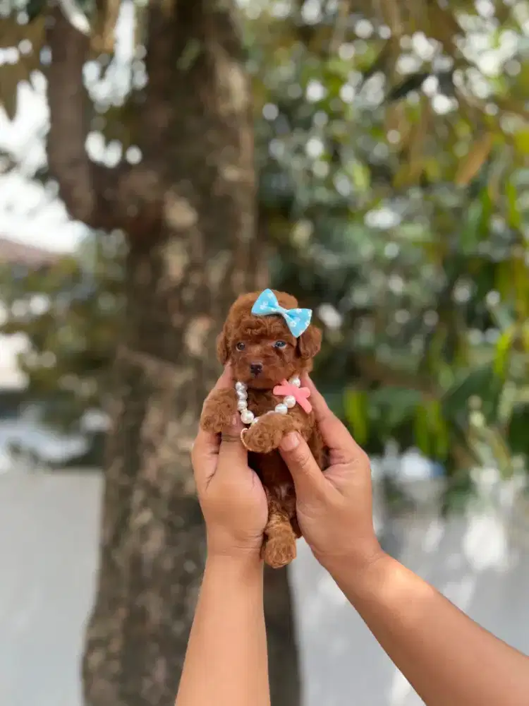 Poodle tea cup cantik