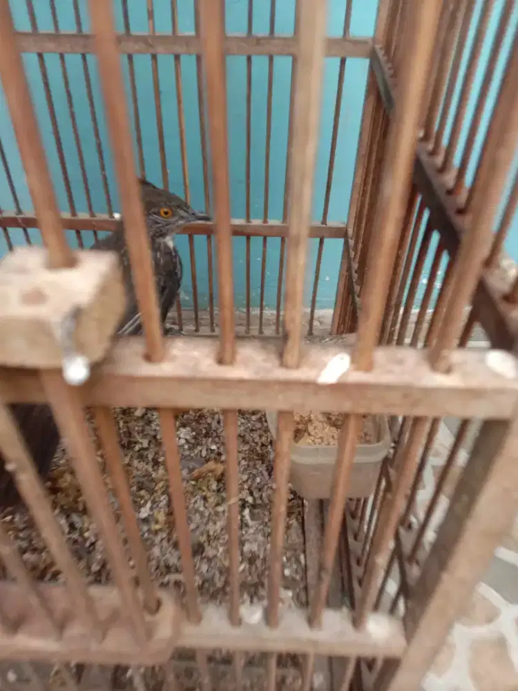 Jual burung cak kelinci