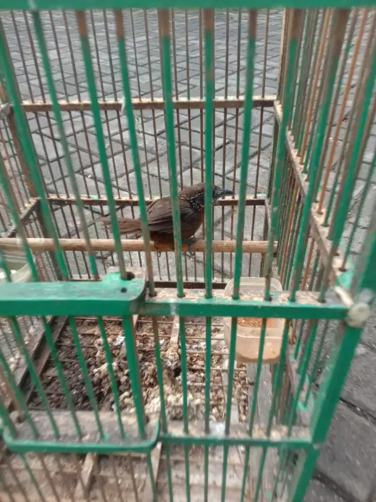Jual burung tepus lurik