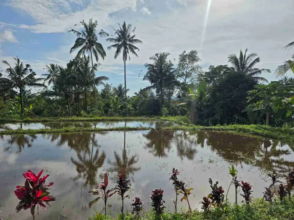 tanah kebun datar view sawah ketinggian 700 mdpl