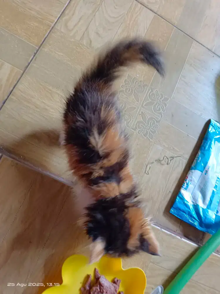 Kitten persia betina