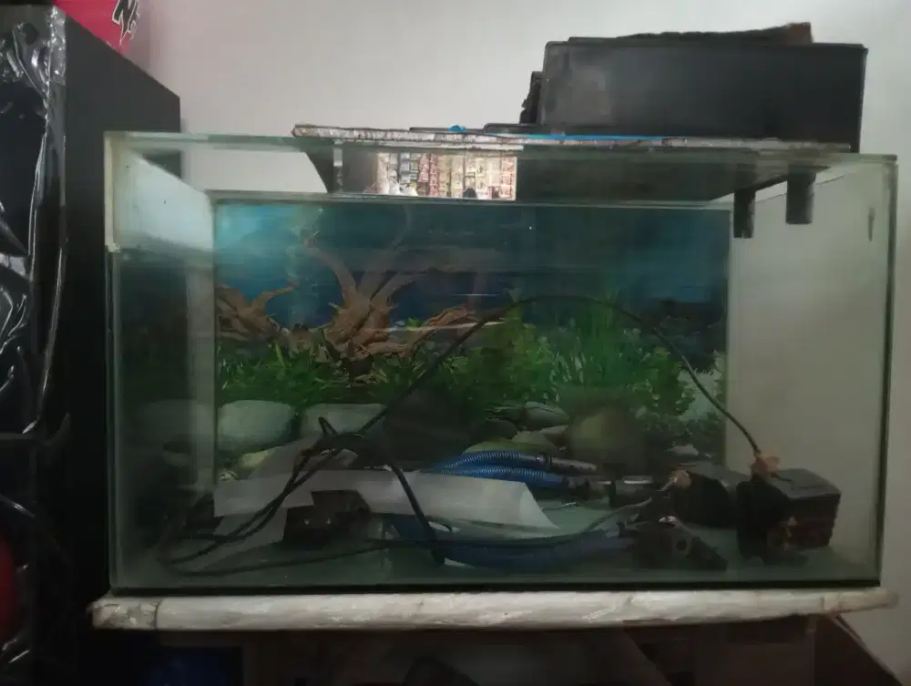 Aquarium ikan hias