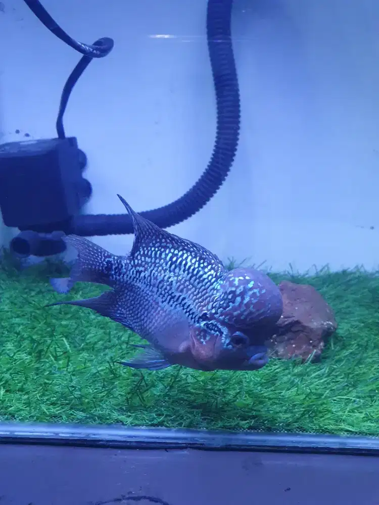 Louhan SRD SB 3 jari