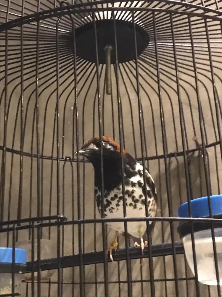 Burung anis kembang hoyong janten hp android