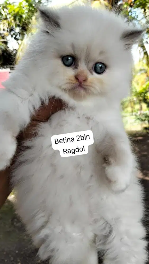 Anak kucing ragdoll Betina Super gembul