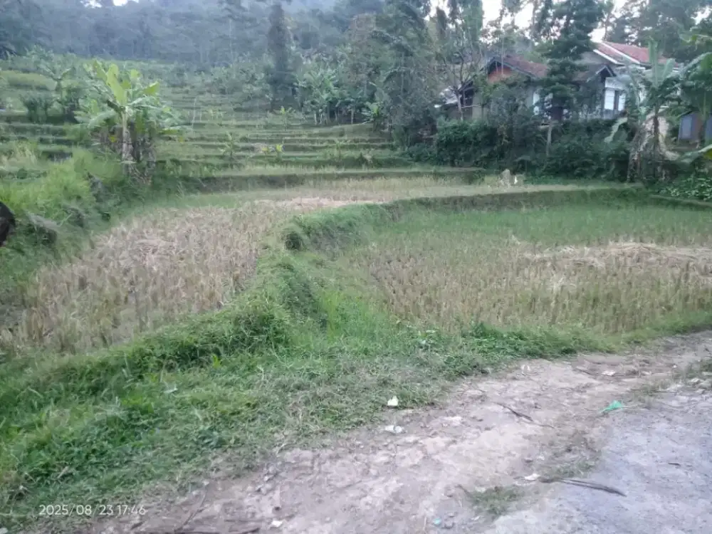 Jual sawah sudah shm luas nya 105 tmbk sudah shm harga 3jt/tumbk gotik