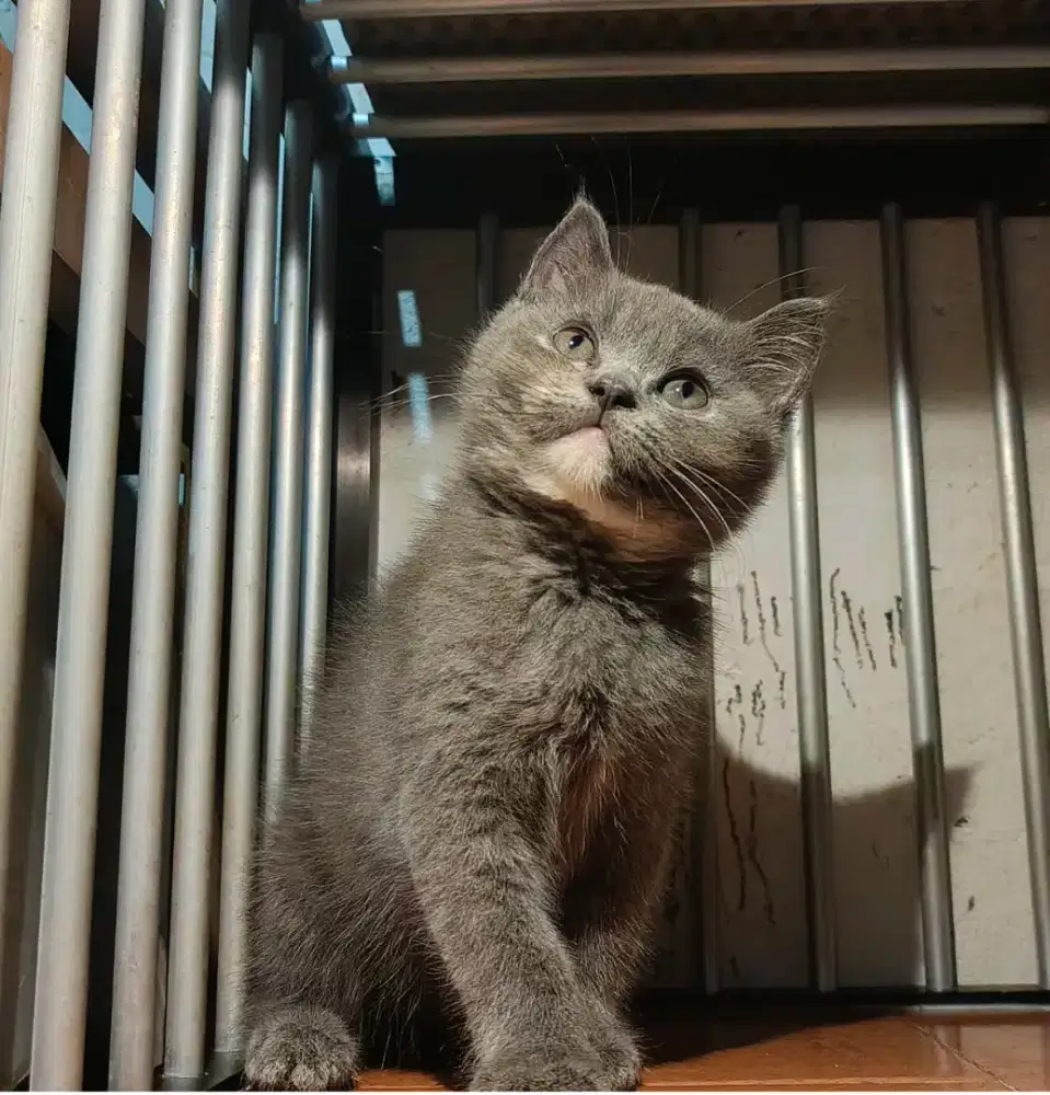BSH kitten blue tortie(female)