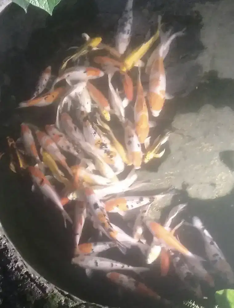 Ikaan hias Koi, slayer/kumpay dan komet