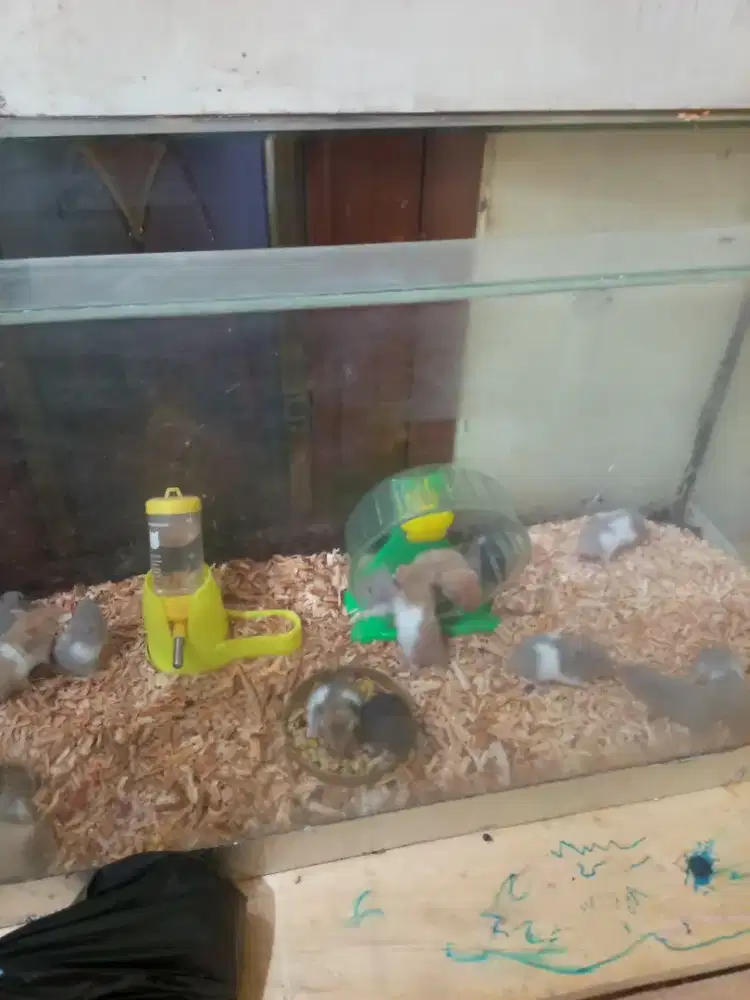 Jual hamster jenis syrian