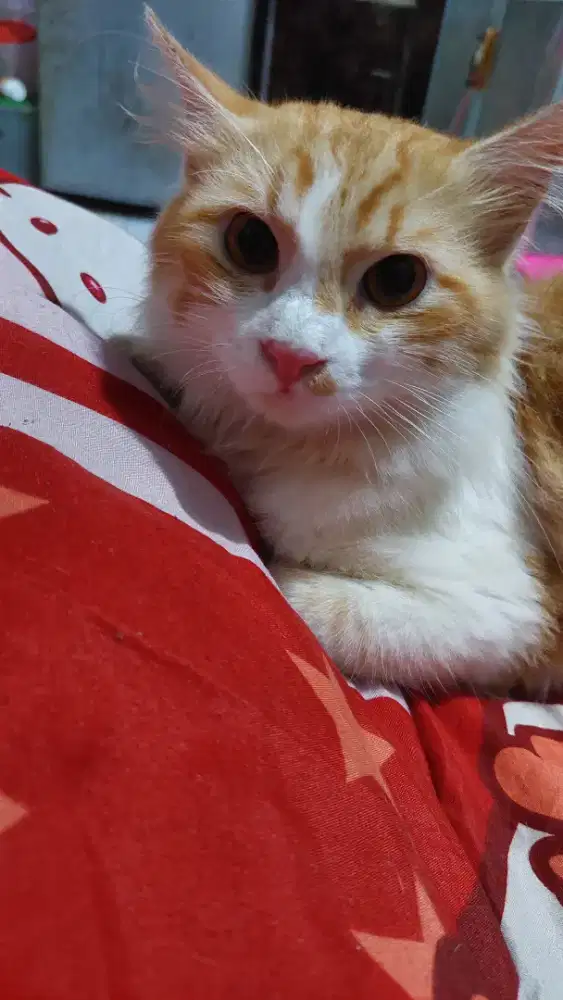 Persia longhair jantan