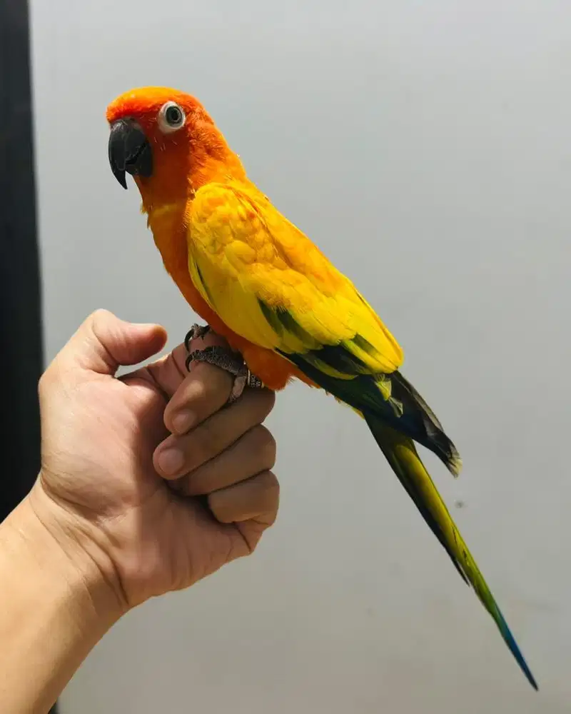 Sun Conure Dewasa Jinak
