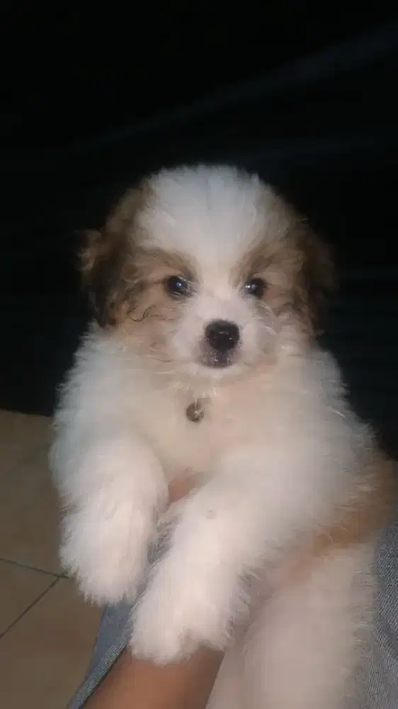 Shitzu 2bulan betina