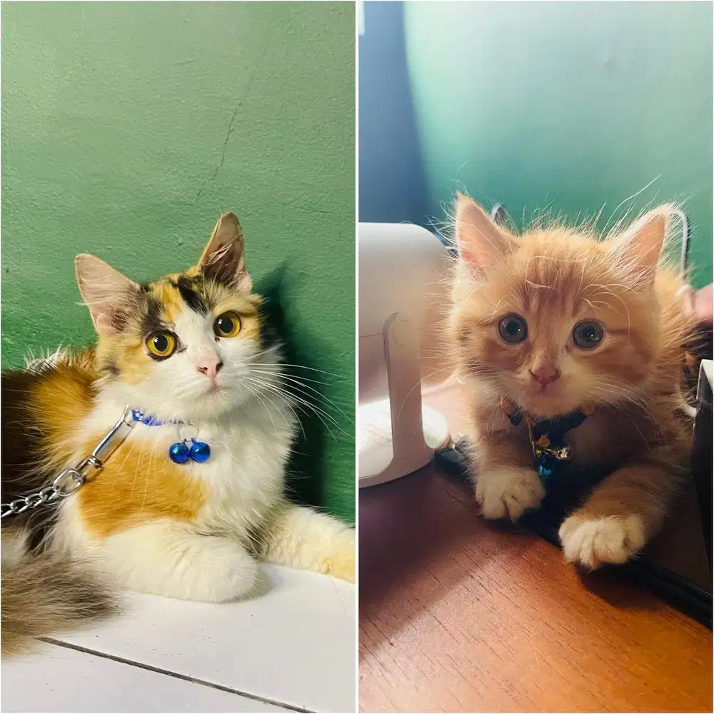 Scottish mix mc & persia bulet